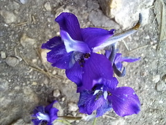 Delphinium pentagynum