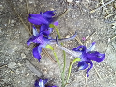 Delphinium pentagynum