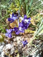 Delphinium pentagynum