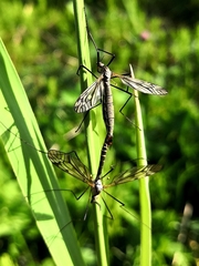 Tipula varipennis