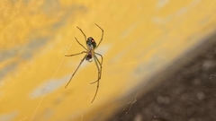 Leucauge