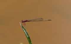Enallagma dubium