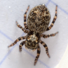 Pseudeuophrys erratica