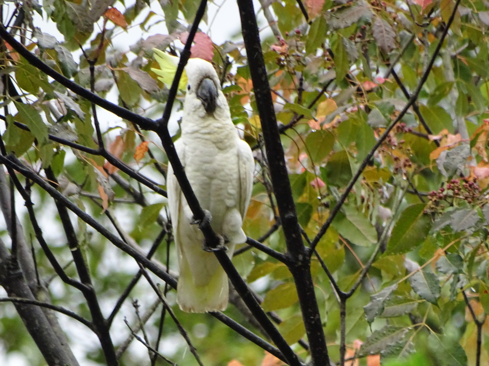 Yellow-crested Cockatoo