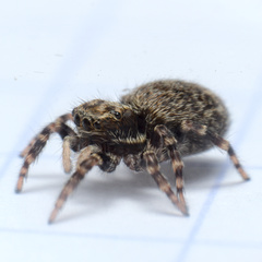 Pseudeuophrys erratica