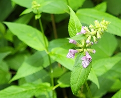 Stachys latidens
