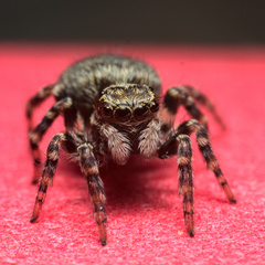Pseudeuophrys erratica