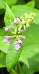 Stachys latidens