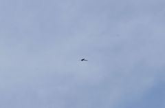 Streptoprocne rutila