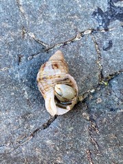 Muricoidea