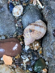 Muricoidea