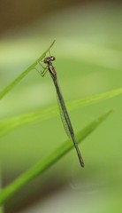 Enallagma dubium