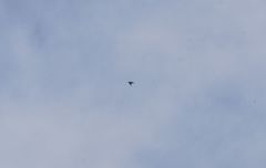 Streptoprocne rutila