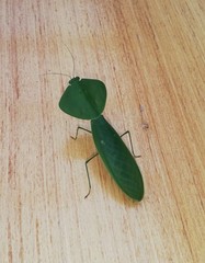 Choeradodis rhombicollis