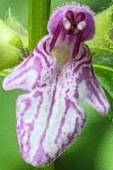 Stachys latidens