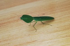 Choeradodis rhombicollis