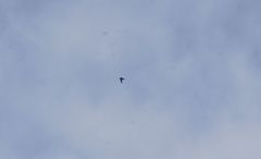 Streptoprocne rutila