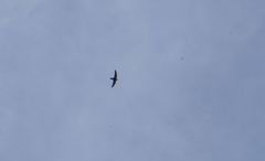 Streptoprocne rutila