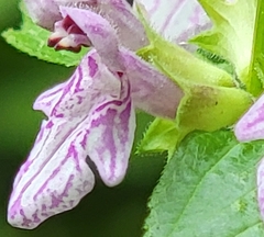 Stachys latidens