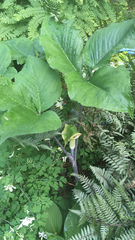 Arisaema triphyllum