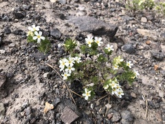 Leptosiphon nuttallii pubescens
