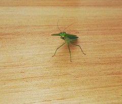 Choeradodis rhombicollis