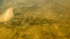 Acentrogobius multifasciatus