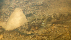 Acentrogobius multifasciatus