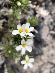 Leptosiphon nuttallii pubescens