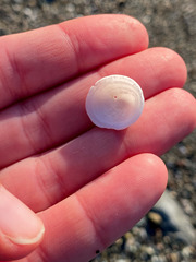 Acmaea