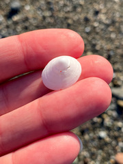 Acmaea