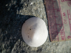 Acmaea
