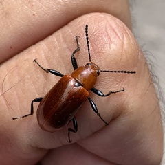 Strongylium hoepfneri