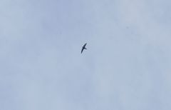 Streptoprocne rutila