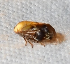 Clastoptera achatina