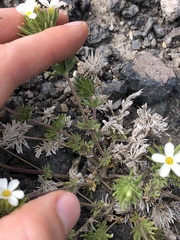 Leptosiphon nuttallii pubescens