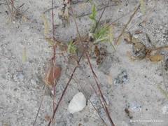 Lolium rigidum