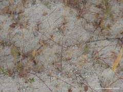Lolium rigidum