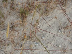 Lolium rigidum