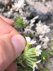 Leptosiphon nuttallii pubescens