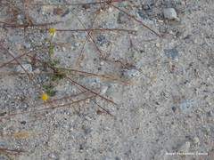 Lolium rigidum
