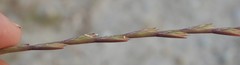 Lolium rigidum