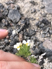 Leptosiphon nuttallii pubescens