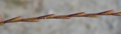 Lolium rigidum