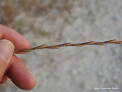 Lolium rigidum