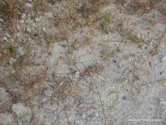 Lolium rigidum