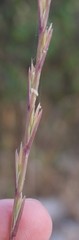 Lolium rigidum