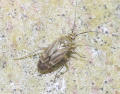 Plagiognathus verticalis