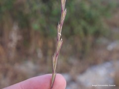 Lolium rigidum