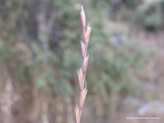 Lolium rigidum